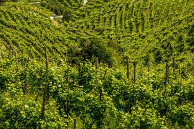 Prosecco şarap bölgesinin üzüm bağları olan yeşil tepeler ve vadiler