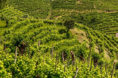 Prosecco şarap bölgesinin üzüm bağları olan yeşil tepeler ve vadiler