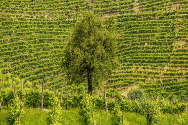 Prosecco şarap bölgesinin üzüm bağları olan yeşil tepeler ve vadiler