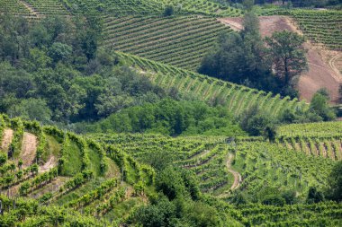 Prosecco şarap bölgesinin üzüm bağları olan yeşil tepeler ve vadiler