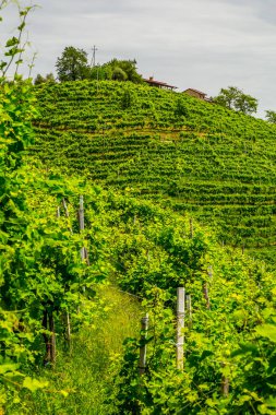 Prosecco şarap bölgesinin üzüm bağları olan yeşil tepeler ve vadiler