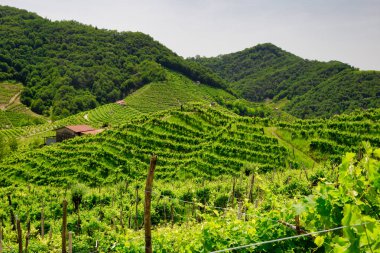 Prosecco şarap bölgesinin üzüm bağları olan yeşil tepeler ve vadiler