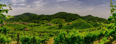 Prosecco üzüm bağlarıpanoraması