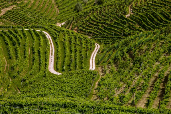 Ein Kreis von Weinbergen rund um Valdobbiadene — Stockfoto