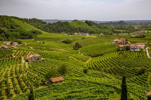 Valdobbiadene környéki szőlőültetvények megyéje — Stock Fotó