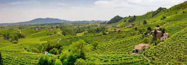 Panorama över Vineyard County runt Valdobbiadene — Stockfoto