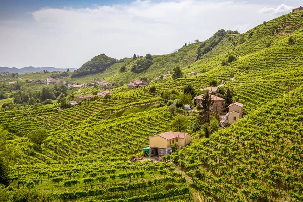 Szőlőskert panoráma a Valdobbiadene környékén — Stock Fotó