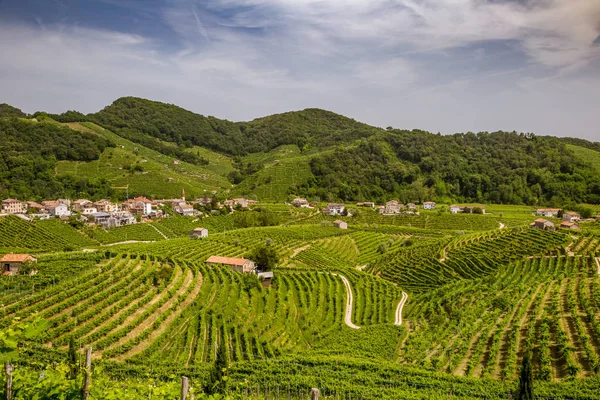 Valdobbiadene çevresindeki üzüm bağı ilçesipanoraması