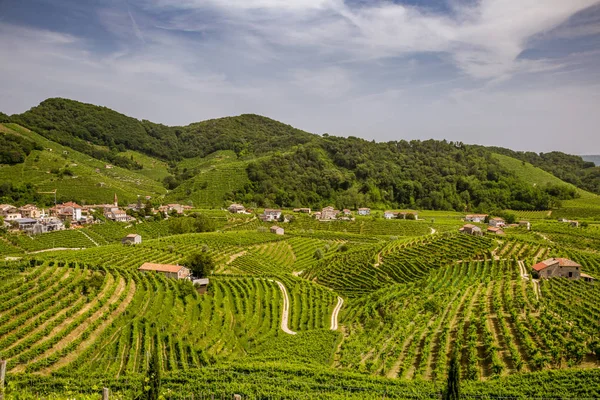 Valdobbiadene çevresindeki üzüm bağı ilçesipanoraması