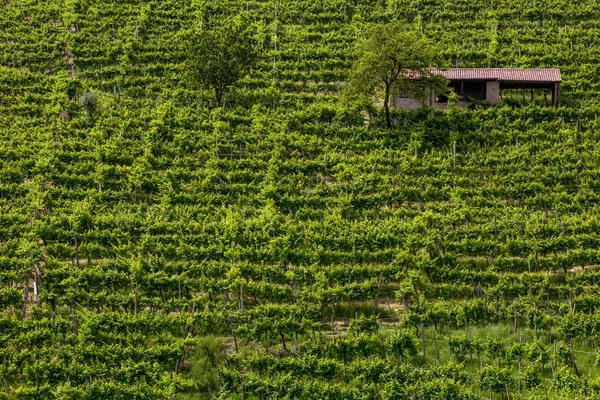 Виноградник на пагорбі — стокове фото