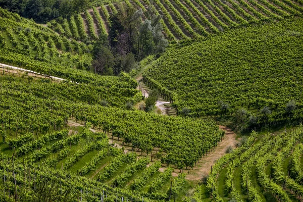 Ein Kreis von Weinbergen rund um Valdobbiadene — Stockfoto