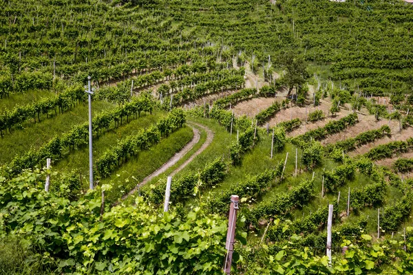 Um condado de vinhas em torno de Valdobbiadene — Fotografia de Stock