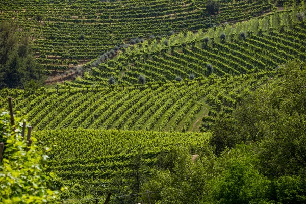 Valdobbiadene környéki szőlőültetvények megyéje — Stock Fotó
