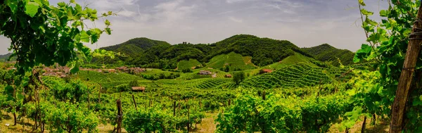 Prosecco üzüm bağlarıpanoraması