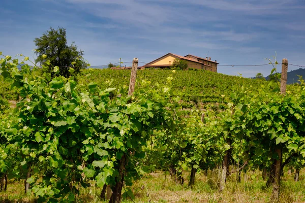 Vinodlingar på sluttningarna av kullarna i Valdobbiadene. — Stockfoto