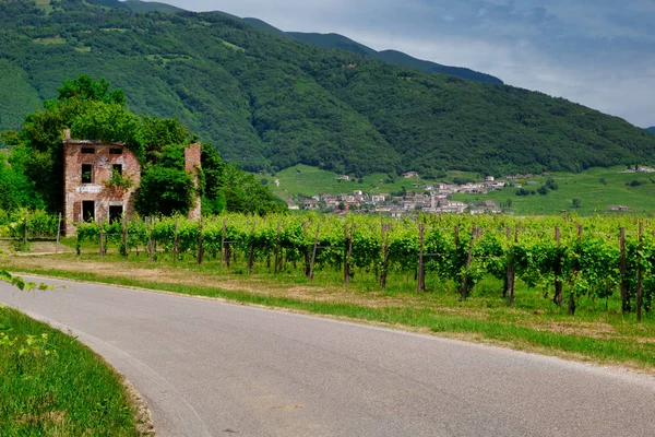 A Valdobbiadene-i szőlők közötti út. — Stock Fotó