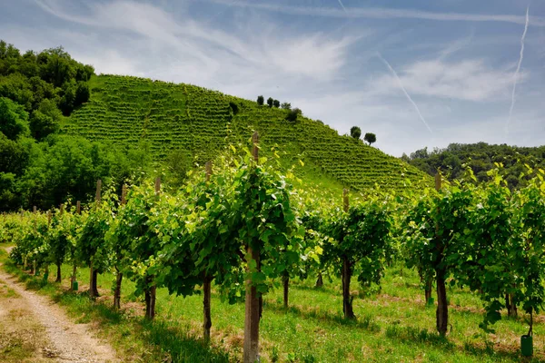 Ścieżka do winnic pod wzgórzami w rejonie Valdobbiadene — Zdjęcie stockowe