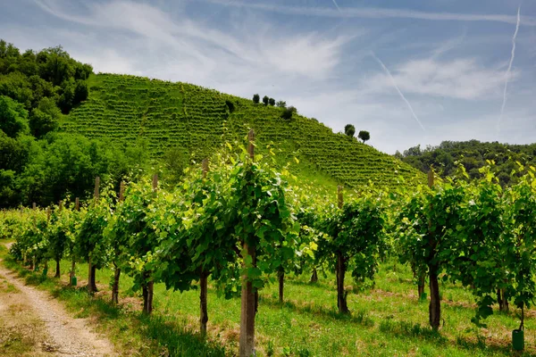 Sentiero ai vigneti sotto le colline nella zona di Valdobbiadene — Foto Stock