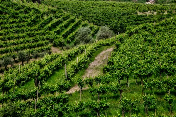 Wijngaarden op de hellingen van de heuvels in Valdobbiadene. — Stockfoto