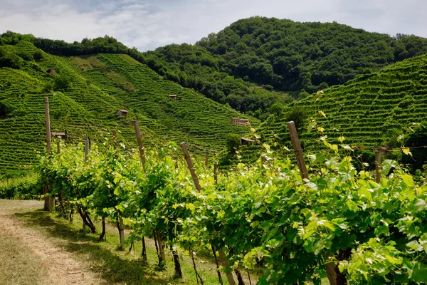 Valdobbiadene bölgesindeki tepelerin altındaki üzüm bağlarına giden yol