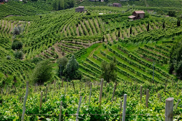 Colinas verdes e vales com vinhas da região vinícola de Prosecco — Fotografia de Stock