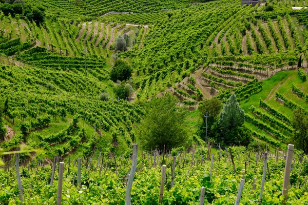 Green hills and valleys with vineyards of Prosecco wine region — Stock Photo, Image