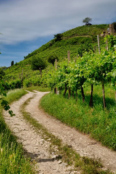 Valdobbiadene bölgesindeki tepelerin altındaki üzüm bağlarına giden yol