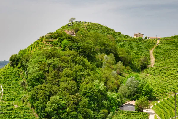Gröna kullar och dalar med vingårdar i vindistriktet Prosecco — Stockfoto