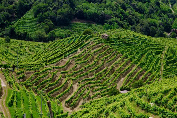 Verdi colline e valli con vigneti della regione vinicola del Prosecco — Foto Stock