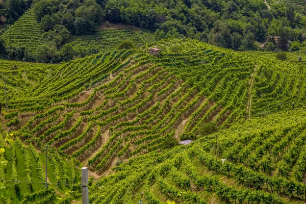 Colinas verdes y valles con viñedos de la región vinícola de Prosecco — Foto de Stock