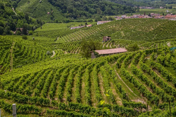 Πράσινοι λόφοι και κοιλάδες με αμπελώνες της περιοχής Prosecco κρασί — Φωτογραφία Αρχείου