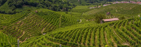 Green hills and valleys with vineyards of Prosecco wine region — Stock Photo, Image