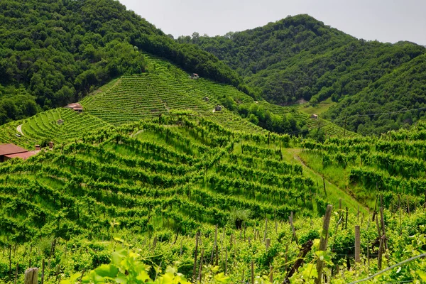 Zielone wzgórza i doliny z winnicami regionu winiarskiego Prosecco — Zdjęcie stockowe