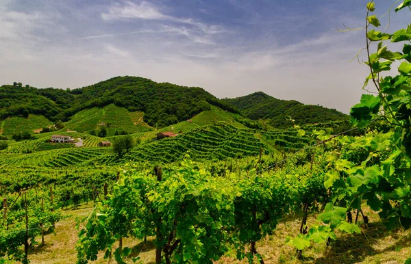 Panorama dei vigneti del Prosecco — Foto Stock