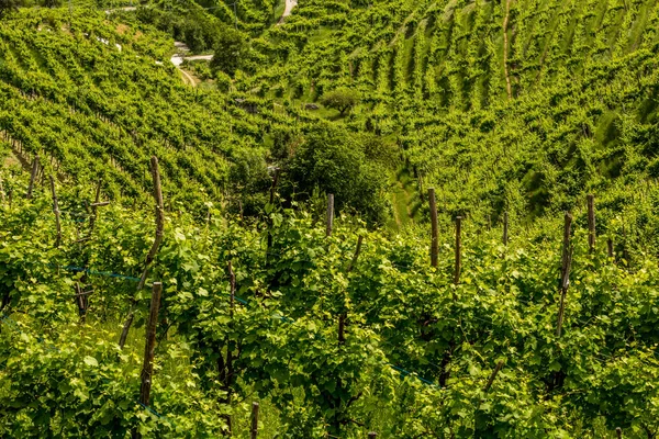 Colinas verdes e vales com vinhas da região vinícola de Prosecco — Fotografia de Stock