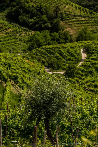 普罗塞科葡萄酒产区绿山谷地 — 图库照片