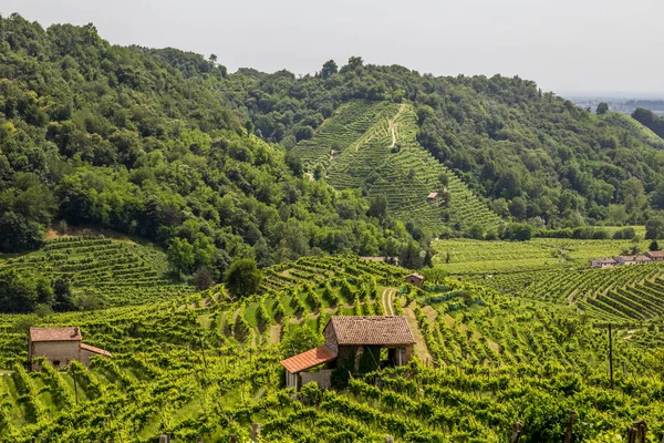 Colinas verdes e vales com vinhas da região vinícola de Prosecco — Fotografia de Stock