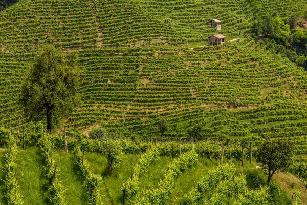 Green hills and valleys with vineyards of Prosecco wine region — Stock Photo, Image