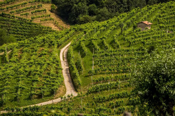 La route entre les vignobles de la région viticole Prosecco — Photo