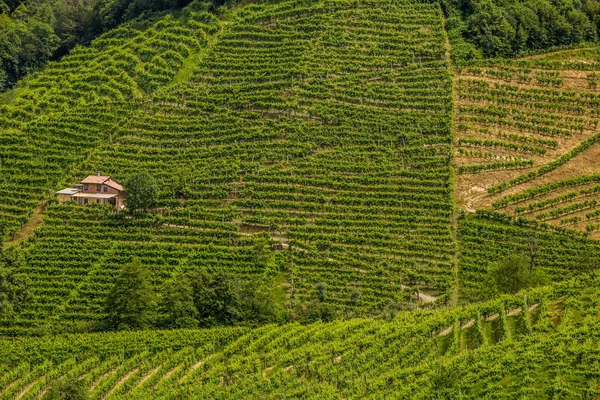 Zöld dombok és völgyek szőlőültetvények Prosecco borvidék — Stock Fotó