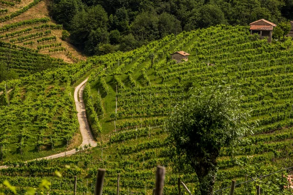 A estrada entre as vinhas na região vinícola de Prosecco — Fotografia de Stock