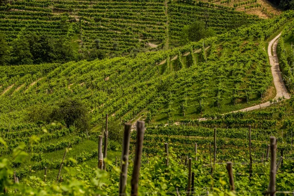 El camino entre los viñedos de la región vinícola de Prosecco —  Fotos de Stock