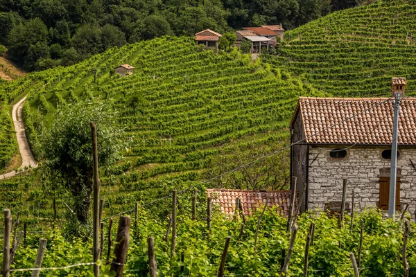 Colinas verdes e vales com vinhas da região vinícola de Prosecco — Fotografia de Stock