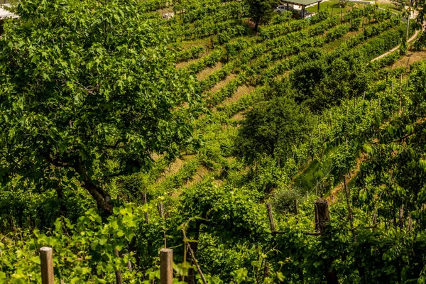 Gröna kullar och dalar med vingårdar i vindistriktet Prosecco — Stockfoto