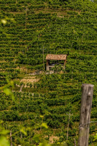 普罗塞科葡萄酒产区绿山谷地 — 图库照片