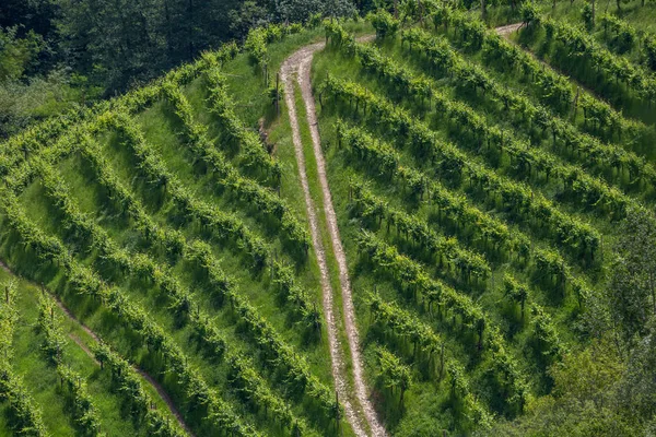 Stigar mellan vingårdarna — Stockfoto