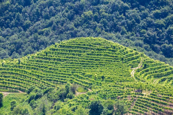 Zielone wzgórza i doliny z winnicami regionu winiarskiego Prosecco — Zdjęcie stockowe