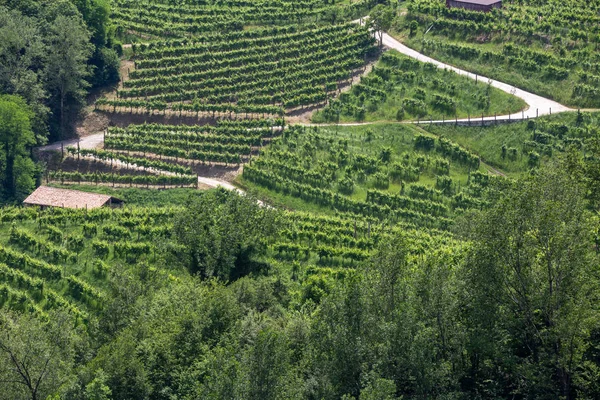 Caminos entre los viñedos — Foto de Stock