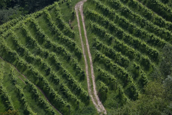 Caminhos entre as vinhas — Fotografia de Stock