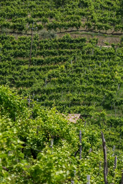 Verdi colline e valli con vigneti della regione vinicola del Prosecco — Foto Stock